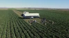 Picture of Yuma growers picking crops in field