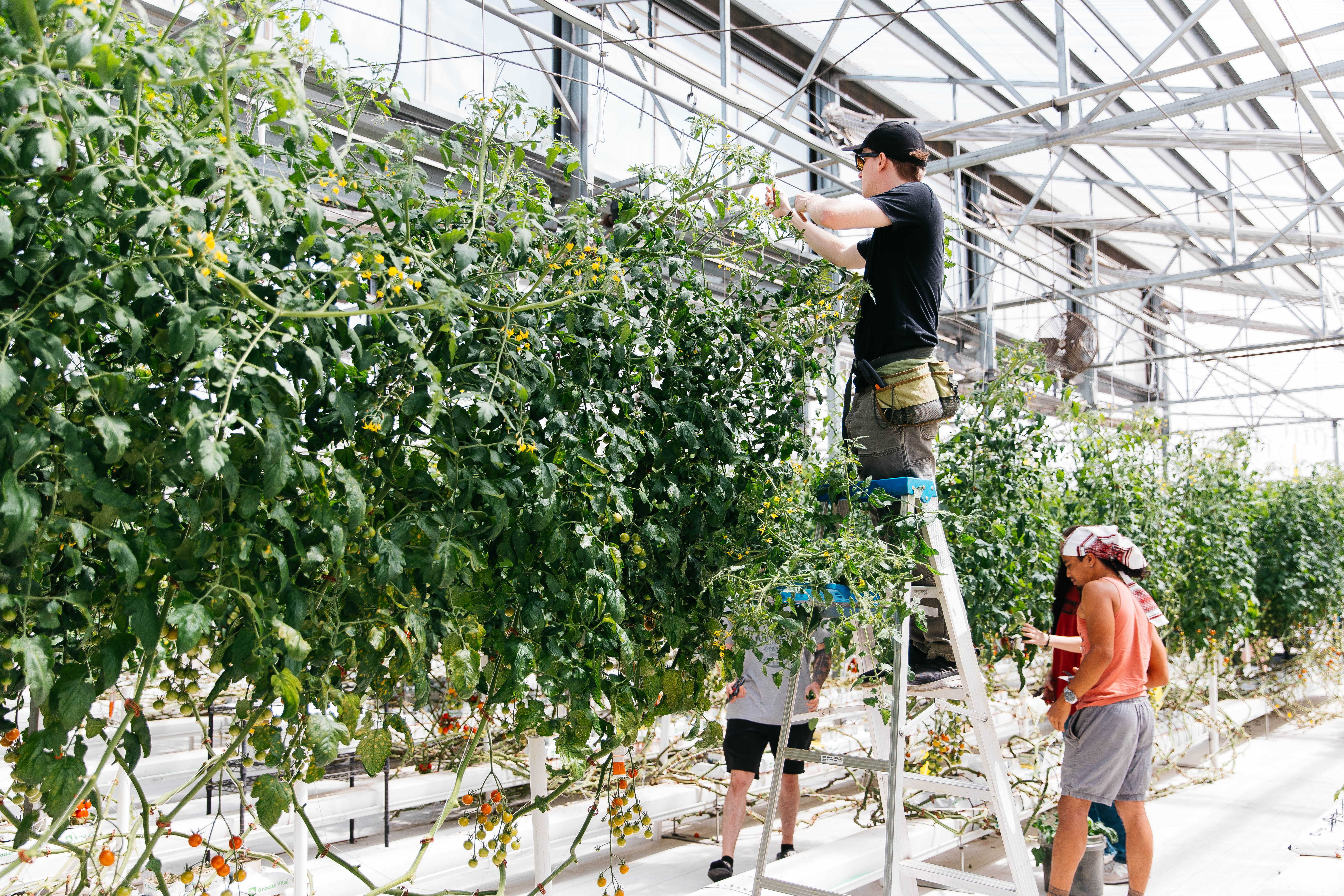 Growing sustainable practices and tasty tomatoes at CEAC's Teaching Greenhouse
