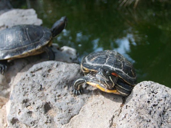 A red-eared slider turtle at the University of Arizona campus turtle pond.