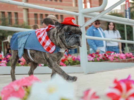 Bull dog wearing denim jacket and red cowboy hat walking across a stage