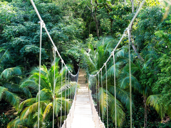 A bridge of knotted rope in a rainforest
