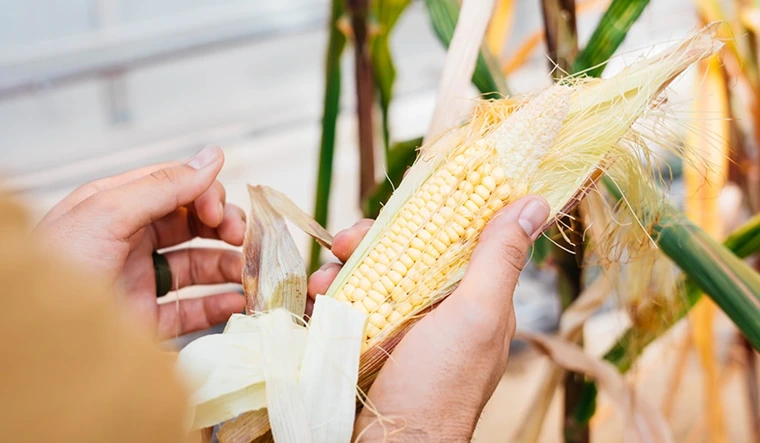 Hands hold an ear of corn