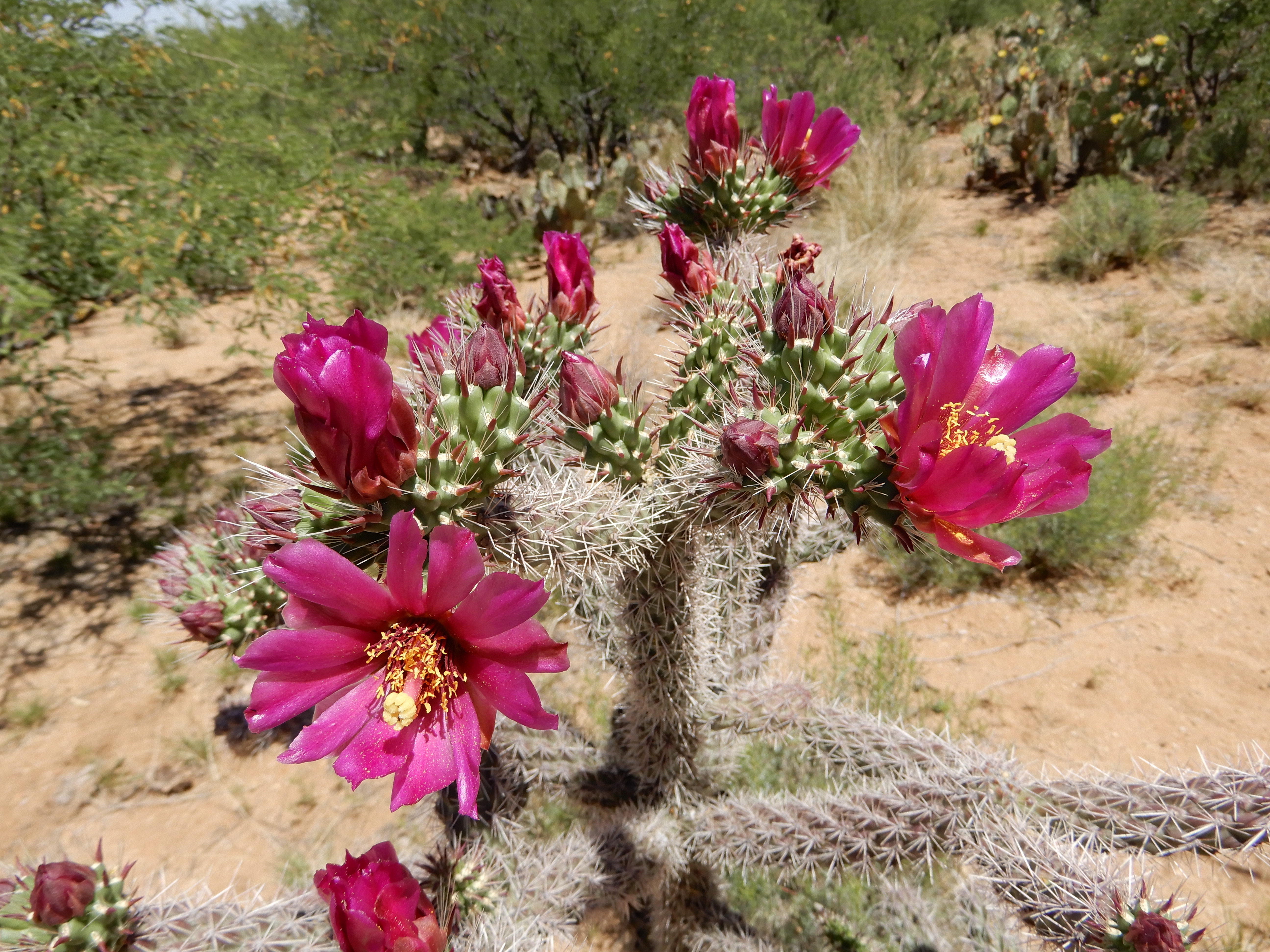 Cylindropuntia spinosior (spiny cholla) flowers