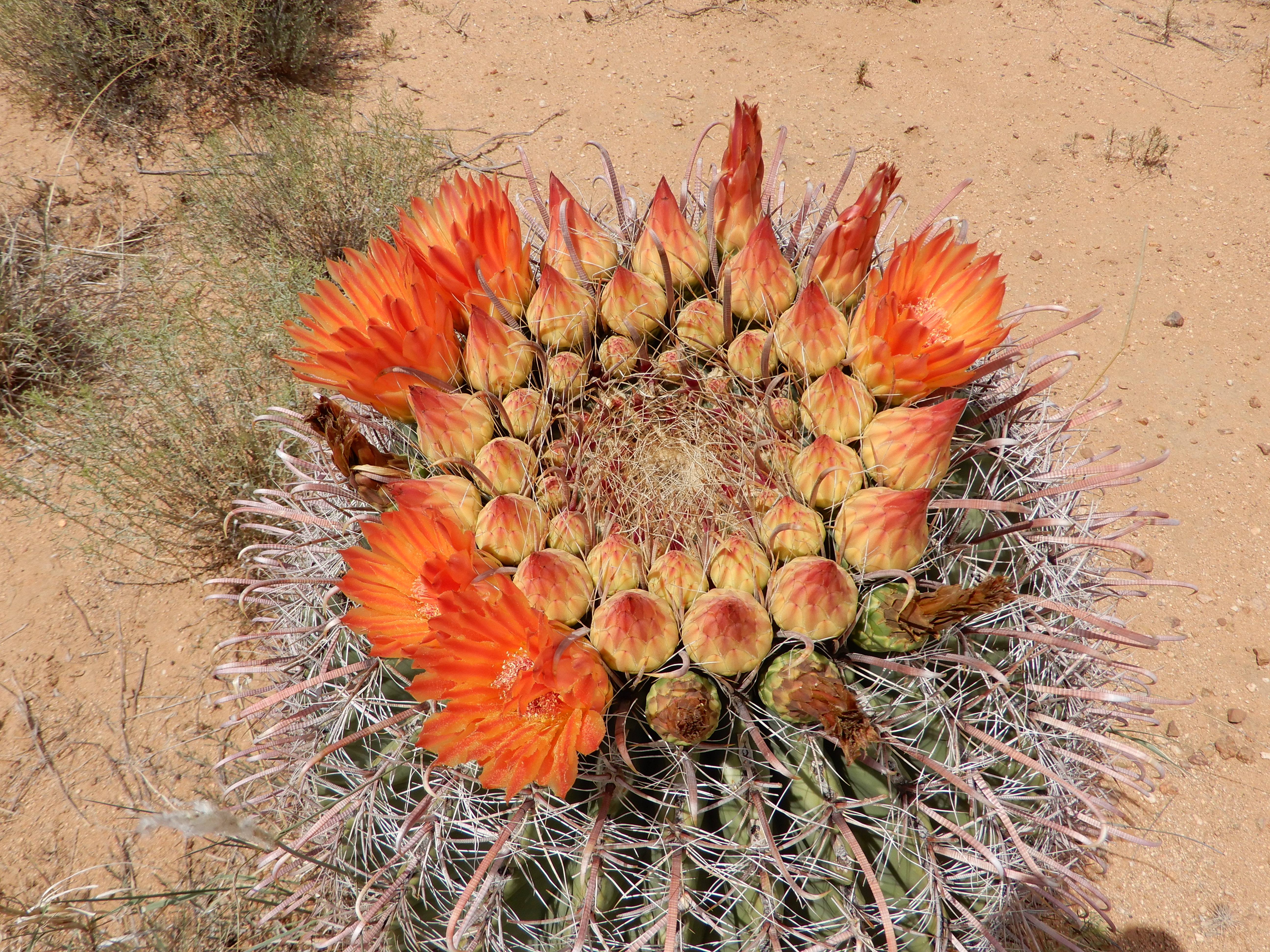 Ferocactus wislizeni (Barrel cactus) flowers