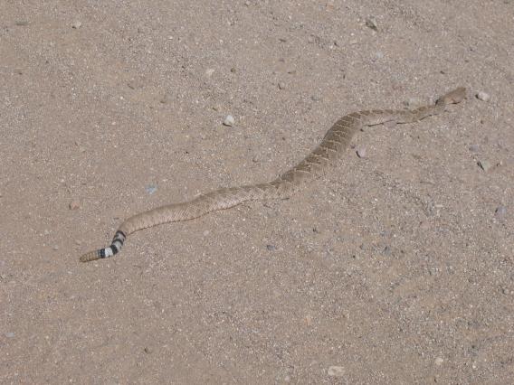 Rattlesnake on the SRER
