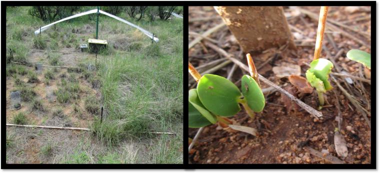 Experimental set-up of an Automated Rainfall Manipulation System with rainout shelter and irrigation equipment (left). Emerging velvet mesquite seedlings with evidence of herbivory (right).