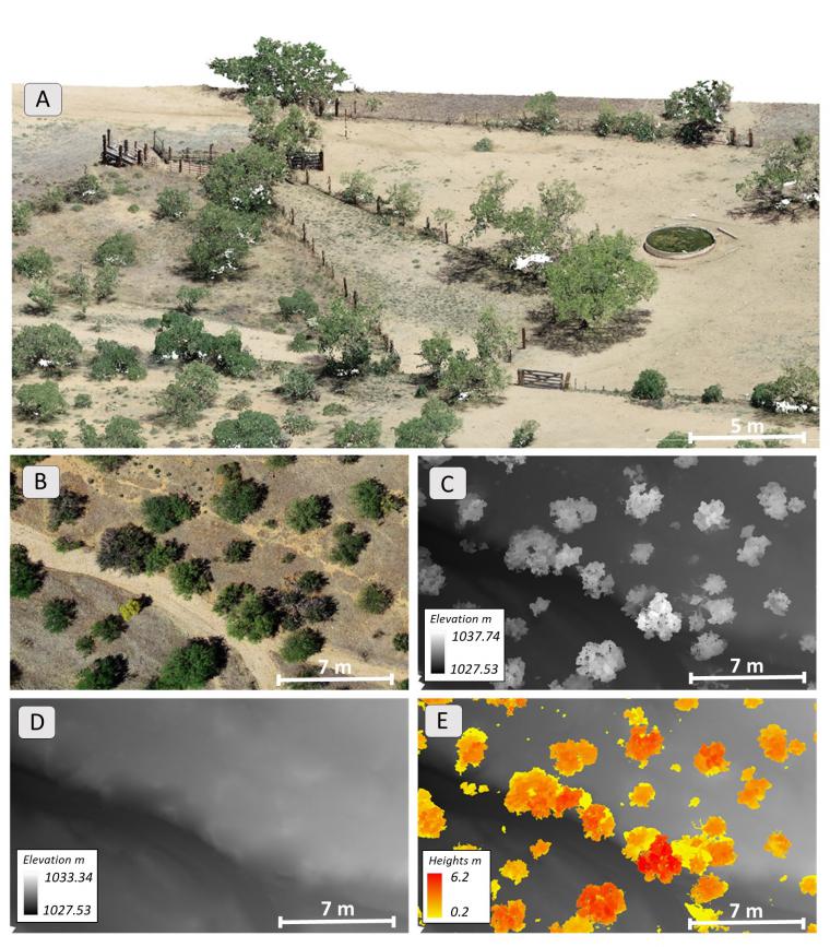 Imagery products created from drone imagery included (A) dense point clouds; (B) true-color orthomosaics; (C) digital surface models; (D) digital terrain models; and (E) vegetation height models.