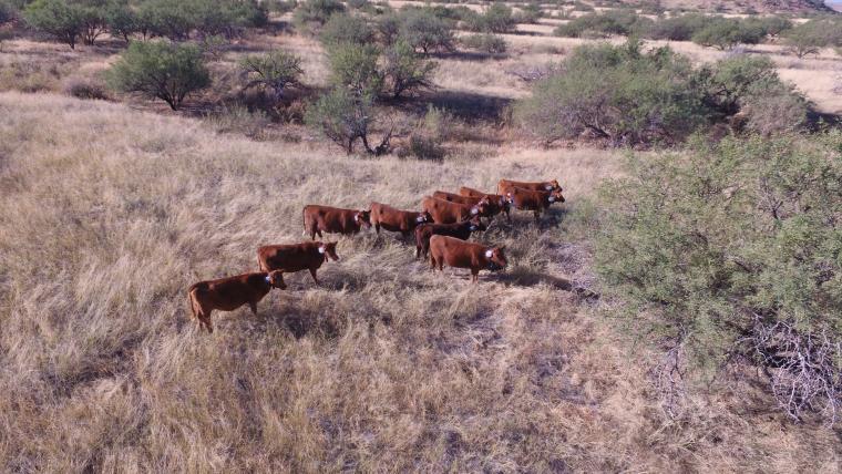 Cows with VENCE collars on the SRER