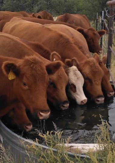 Cows on the SRER drinking water from a trough.