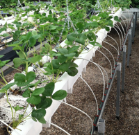 Hydroponic Strawberry Irrigation