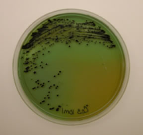 Isolation of salmonella from environmental samples