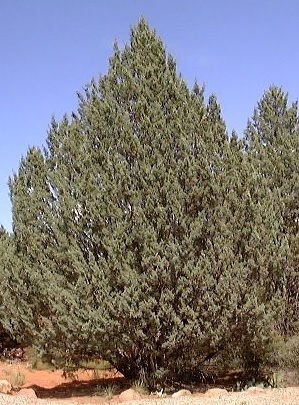 Arizona cypress tree