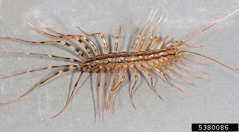 giant desert centipede eating