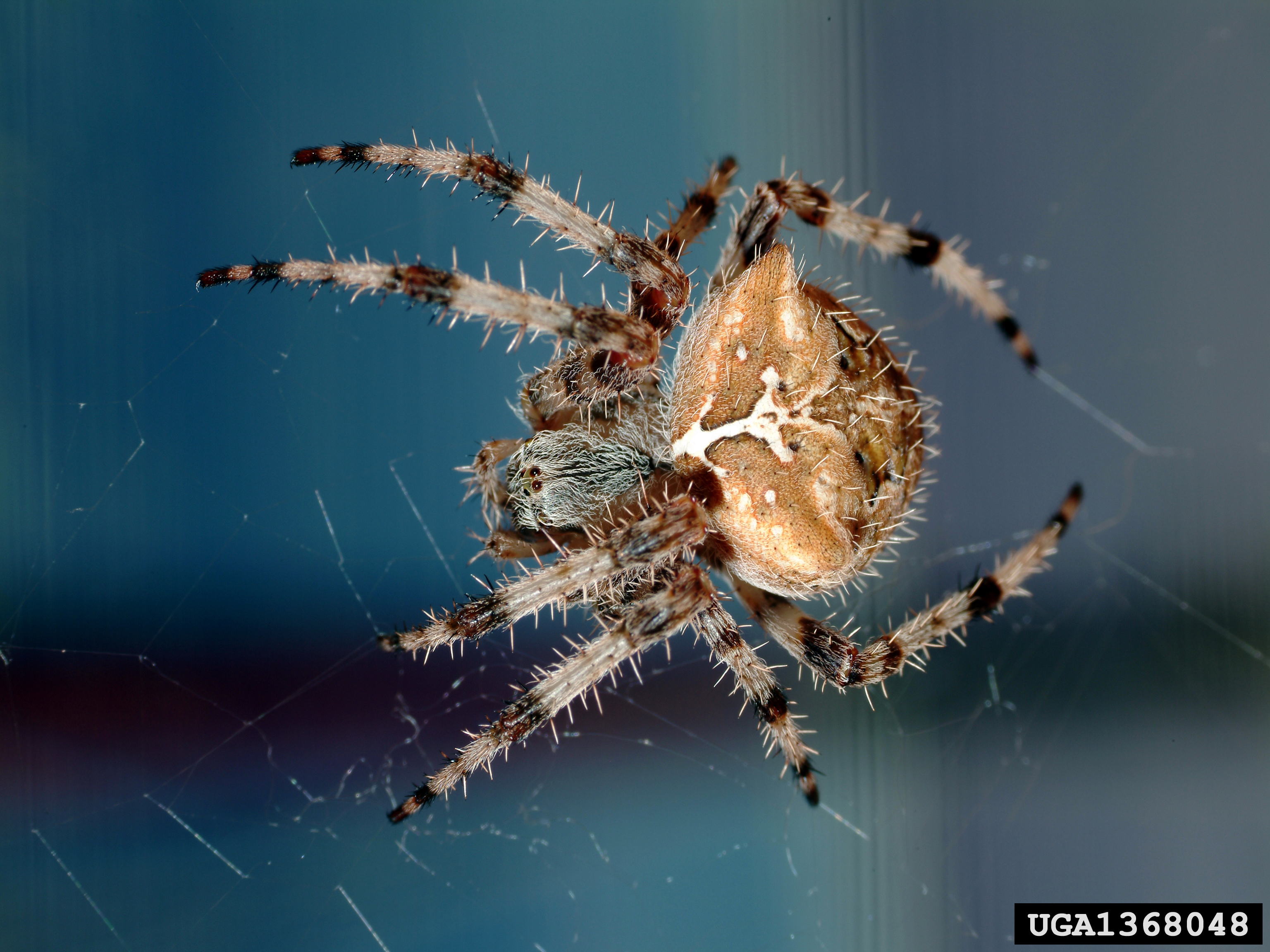 Identifying different types of spiders