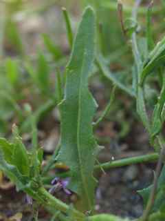 Wild Hedge Mustard Greens, or Sisymbrium - Forager