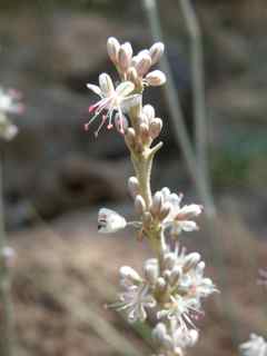 Plant Image