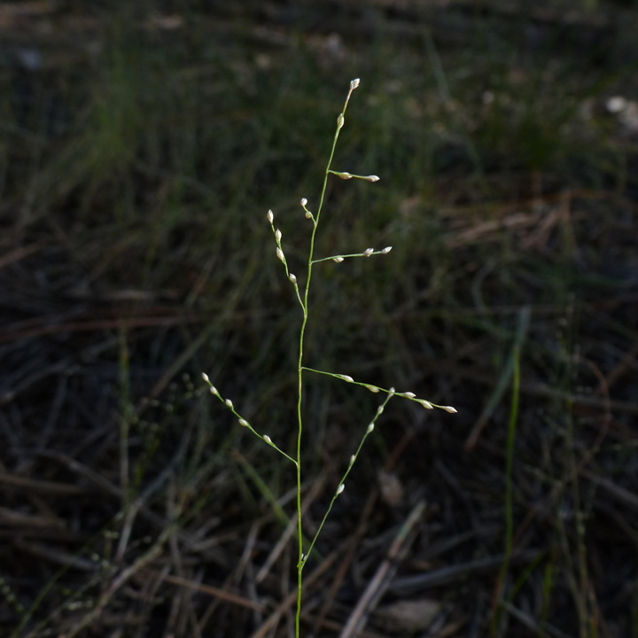 Plant image