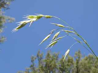 Fringed Brome Grass - Seed