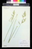 Grass image