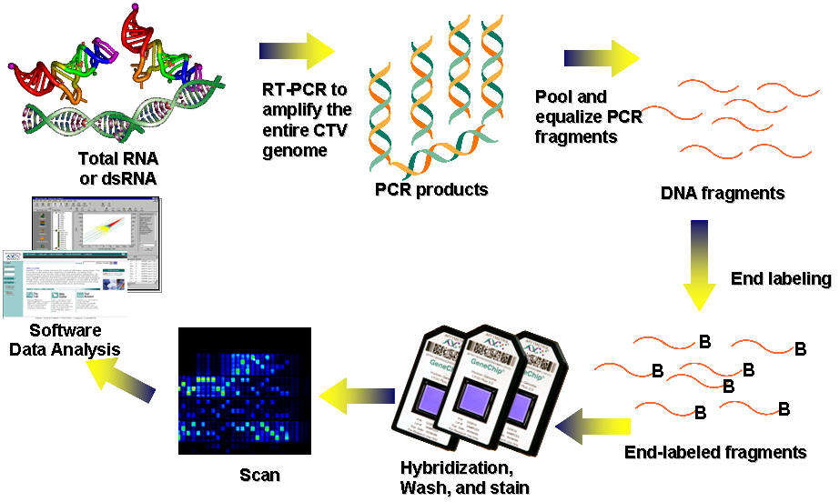 Resequencing analysis flow chart