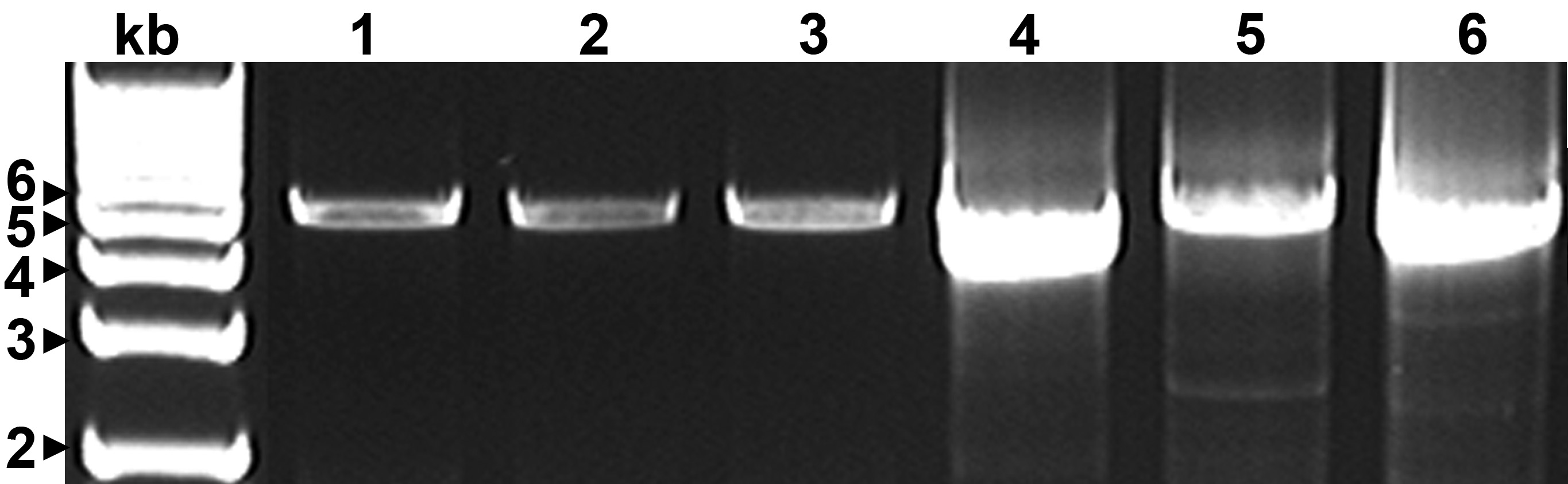 PCR amplification of CTV genomes